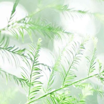 一拳超人最强之男虫虫助手版下载